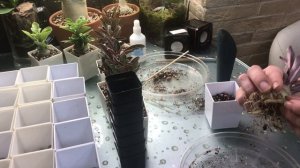 Адениумы Обесумы из гроубокса, пересадка в 3 месяца.