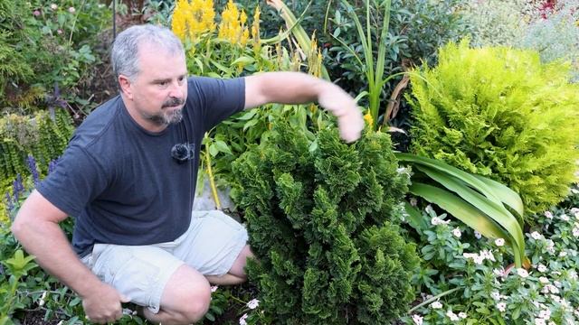 Dwarf Hinoki Cypress - Chamaecyparis obtusa 'Nana' смотреть онлайн