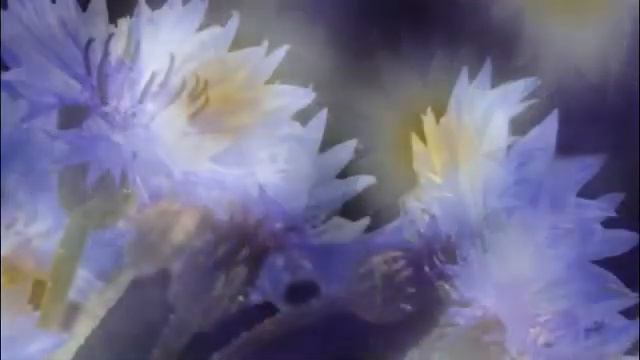 ЦВЕЛА НА ПОЛЕ НЕЗАБУДКА- читает Н.Жуков смотреть онлайн