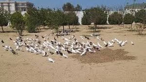 Знаменитые широкохвостые голуби. Питомник Гейдара Бабаева Wide-tailed pigeons of Heydar Babayev