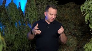 Сколько стоит производство банных веников под личным брендом? Как изготавливают веники для бани