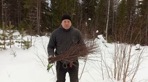 Как связать метлу из березовых веток #своимируками #метла Подписывайтесь на канал продолжим темы Сп