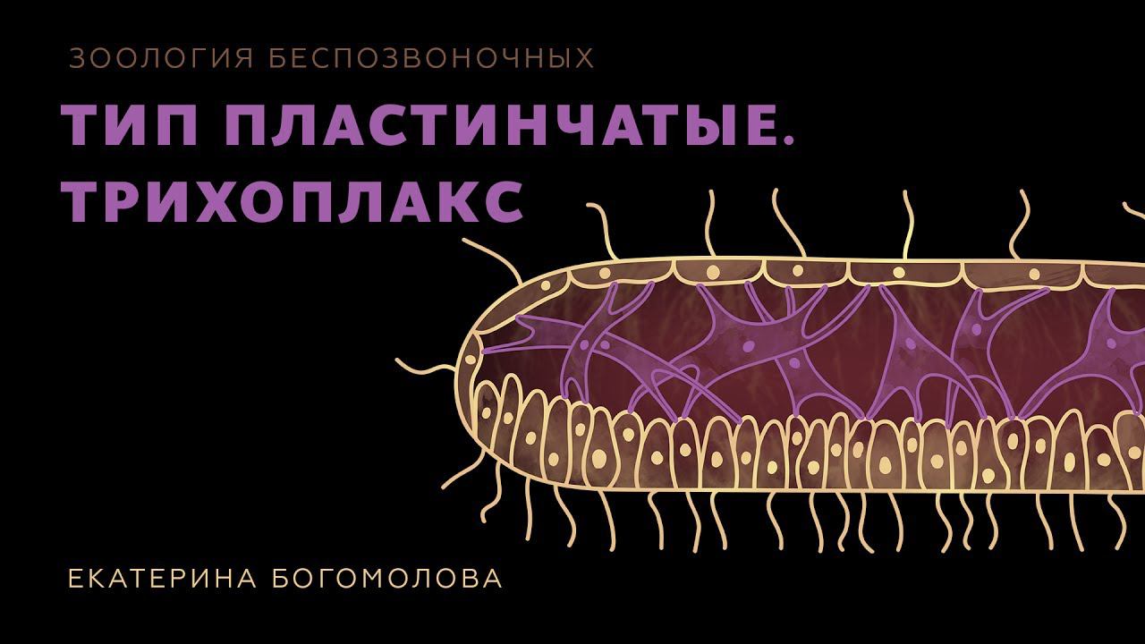 6. Тип Пластинчатые. Трихоплакс. Зоология беспозвоночных -  7 класс