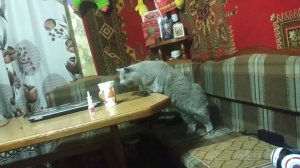 three cats of the week #3