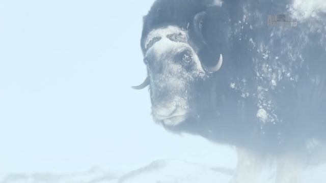 Дикая природа Земля льда _ Land of ice HD .mp4 смотреть онлайн