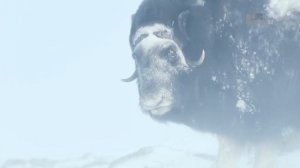 Дикая природа Земля льда _ Land of ice HD .mp4