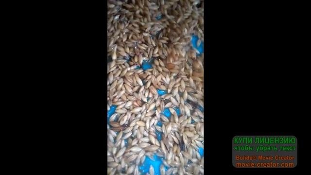 Пророщенный ячмень.