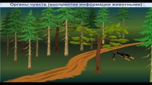 Восприятие информации животными через органы чувств