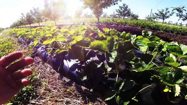 Клубника на конец мая, первая ягода смотреть онлайн