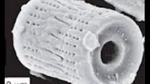 Что такое диатомеи?