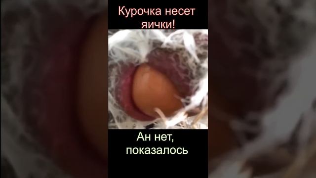 ШОК! КУРИЦА РОЖАЕТ! ИЛИ НЕТ?)))