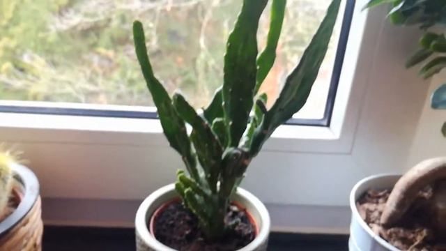 Кактусы дома! смотреть онлайн