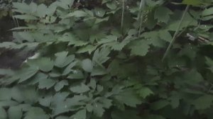 Клопогон в саду. #cimicifuga #клопогон #мійсад #київ #україна2022???