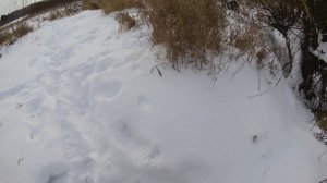Щука на реке Иж
