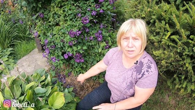 Клематисы: уход, подкормка, подготовка к зиме