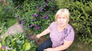 Клематисы: уход, подкормка, подготовка к зиме