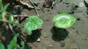 caladium plant care| Propagation| summer bulbs from urban gardens