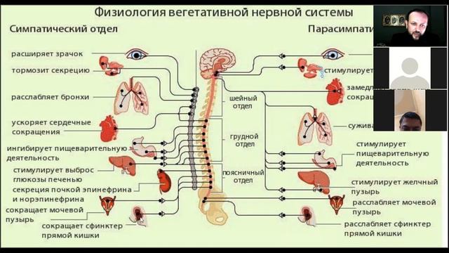 Курс 2 дарс!ВСД и Панические атакидан полный кутулиш технологияси! смотреть онлайн