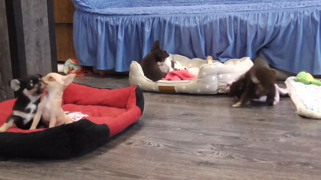 Щенки ЧИХУАУА @ У нас можно купить щенка ЧИХУАХУА. Голубой, шоколадный чихуахуа. Chihuahua puppy