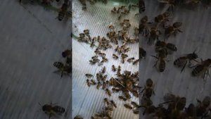 Шершень напал на пчёл. Пчелы зажарили его заживо!! а если таких много?? Шершень-враг пчёл!