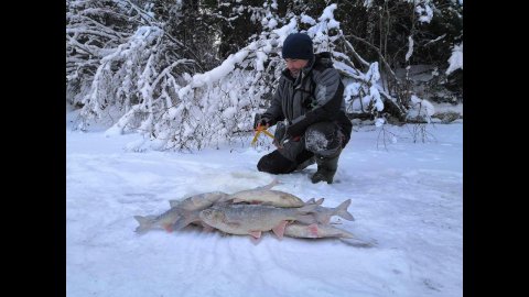 Вот за этими кабанчиками и ездим на эту красивую реку.зимняя рыбалка на Ямале.