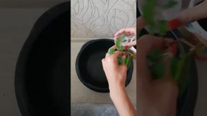 Попытка номер 7...-вырастить Циссус. Посадка Циссуса.