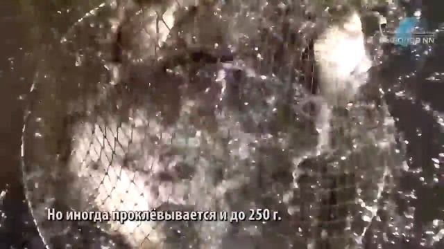 Мещерское озеро. Ловля карася. Н. Новгород.