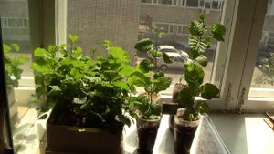 Как вырастить ольху. Август. Часть 9.