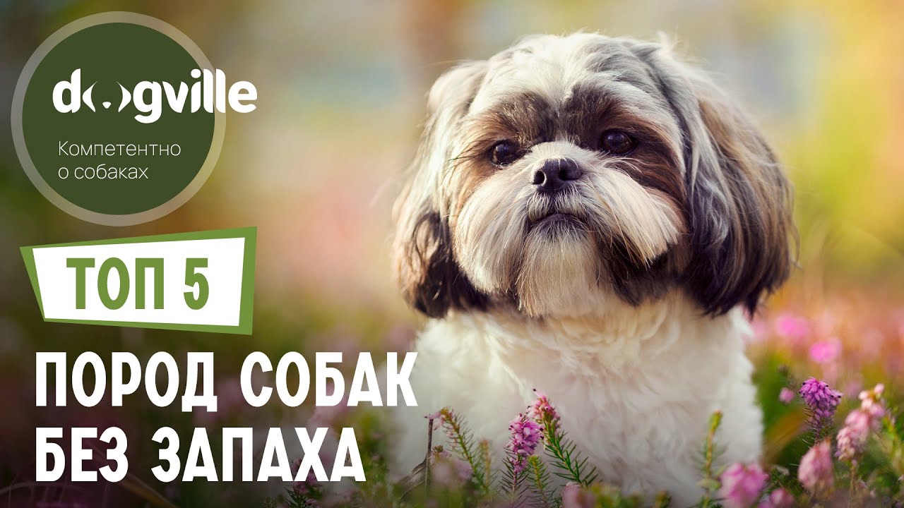 ТОП 5 Пород собак БЕЗ ЗАПАХА