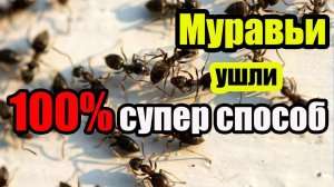 Муравьи ушли Мой 100% способ как избавиться от муравьев на участке сразу и надолго