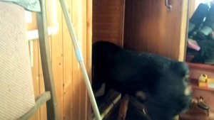 Ротвейлер на субботнике