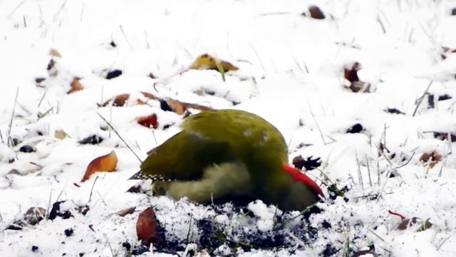 Winter зима декабрь Nikon coolpix b 600 зимний день watercolor paintings смотреть онлайн