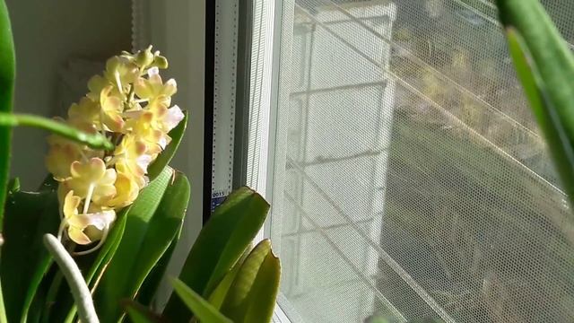 Станхопии, растут листья у фаленопсисов Gigantea смотреть онлайн