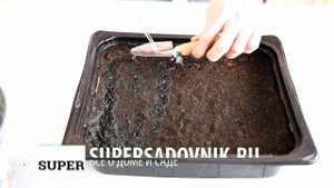 Как правильно поливать только что посеянные семена