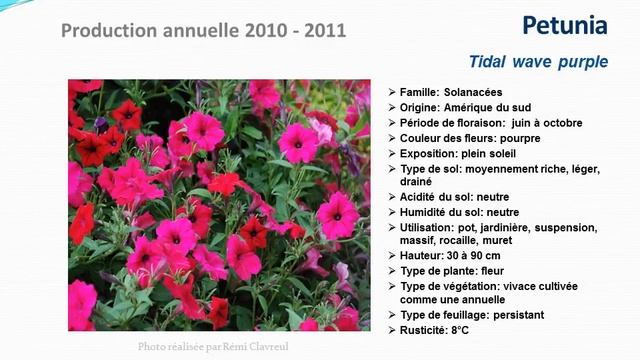 Petunia Tidal wave purple: plante annuelle смотреть онлайн