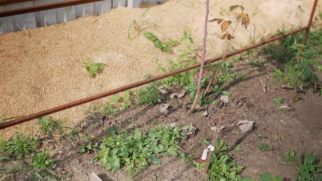 Болезни и вредители малины. Бурые листья малины. смотреть онлайн