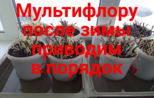 Хризантема мультифлора. Приводим в порядок после зимовки в подполе.