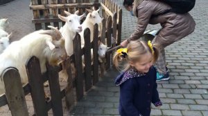 Goats at Shanghai Zoo 2016 12 15