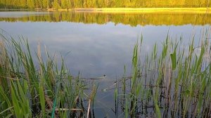 Ловля линя и карася на поплавочную удочку