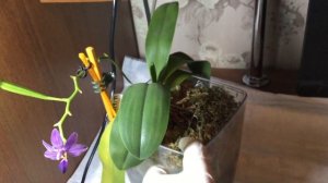 Dtps.Purple Martin  цветение и содержание