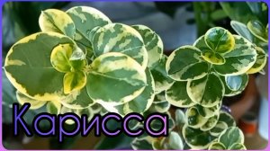 КАРИССА?Комнатная СЛИВА?Нужен совет по формированию?Все об уходе?Полив?Грунт?Освещение?