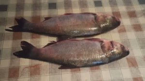 Хе из толстолобика.