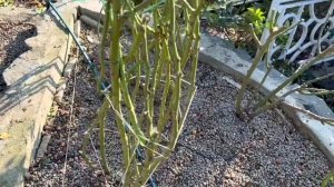 Хитрости укрытия роз на зиму. Мой многолетний опыт.