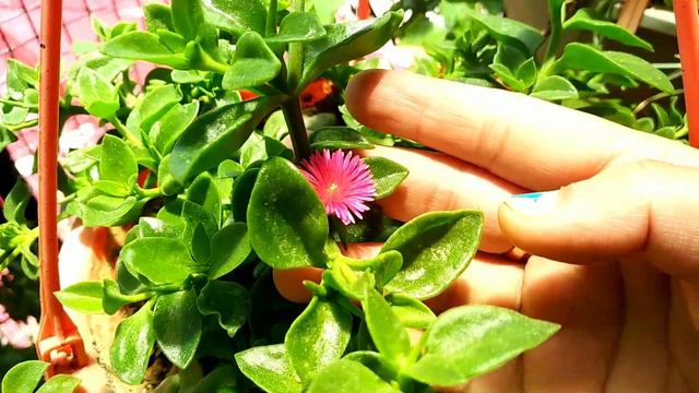Top Flowering Hanging Plants / Hanging Flowering Plants / Hanging Plants / permanent Hanging Plants