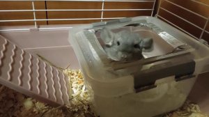 Шиншилла моется.