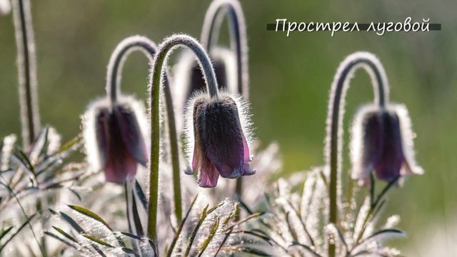 Краснокнижные растения Дивногорья смотреть онлайн