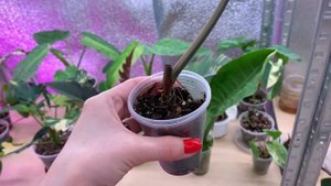 Филодендрон Black Cardinal потерявший вариегатность… а может и нет? Почему верхушку покупать опасно