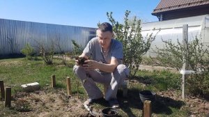 Хвойск. Ель после посадки черенком через год