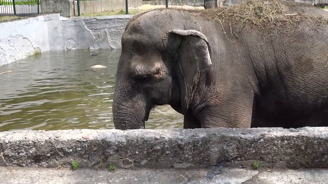Слониха Преголя смотреть онлайн