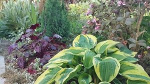 Хосты в моём саду в начале лета (с названием) # Hosta/Funkien in meinem Garten am Anfang des Sommer